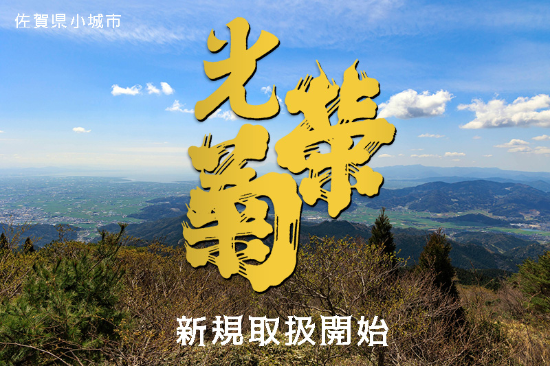 栄光菊　新規取扱開始